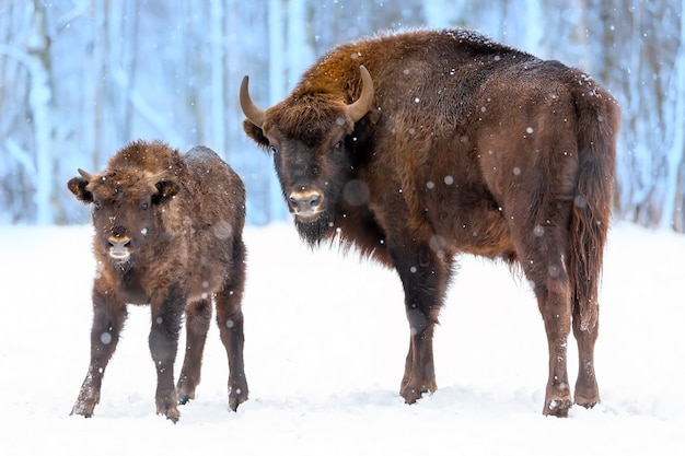 Large brown bisons Wisent family near winter forest with snow.