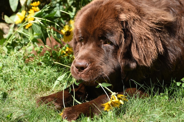 Large brown dog eating a blooming yellow flowers in a garden.