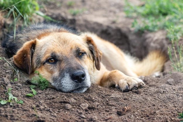 A large brown dog lies in a dug pit