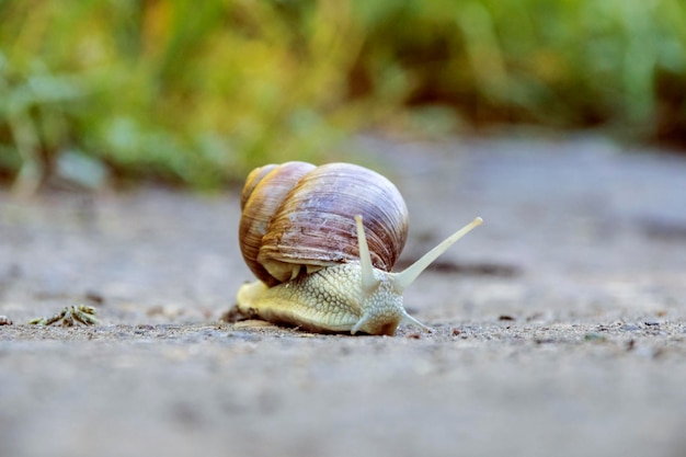 A large brown snail crawls along the sand