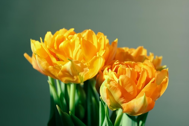 Large buds of blossoming yellow tulips