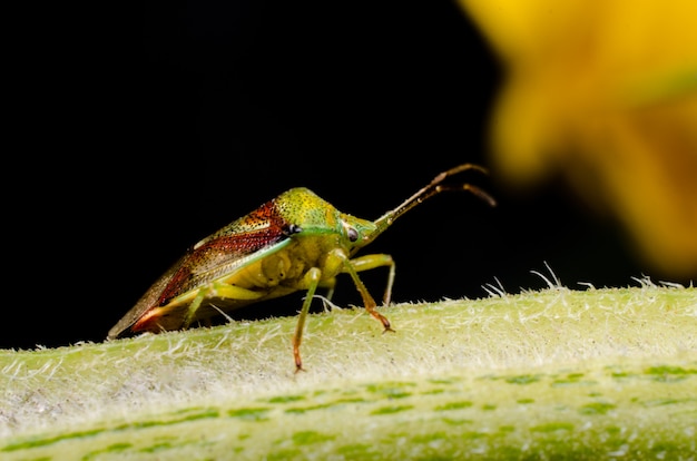 Large bug-bug sitting on the stem of the plant