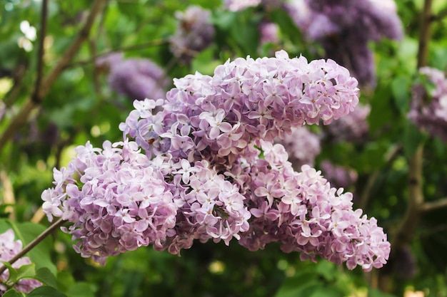 A large bunch of affectionate beautiful pink lilac against the background of leaves is caressed by the rays of the sun