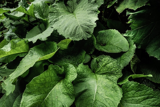 Large burdock leaves in the forest close up