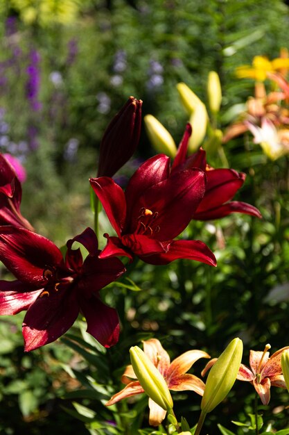 Large burgundy lily flower closeup in sunlight Blooming lily