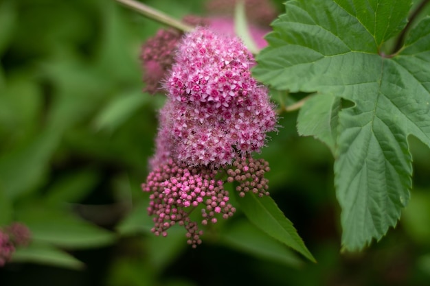 large bush of Japanese spirea