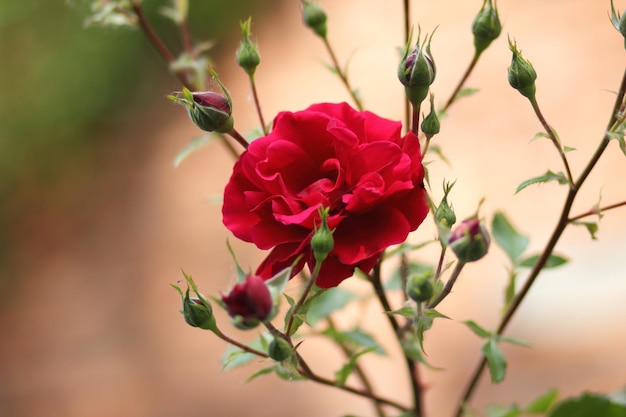 Large bush of red roses on a background of nature The concept of love passion and romance Closeup of blooming roses outdoors