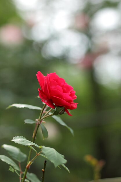 Large bush of red roses on a background of nature The concept of love passion and romance Closeup of blooming roses outdoors