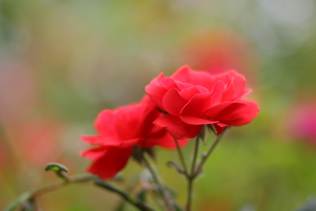 Large bush of red roses on a background of nature The concept of love passion and romance Closeup of blooming roses outdoors