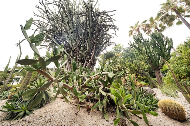 Large Cacti on the island of Tenerife.Canary Islands, Spain