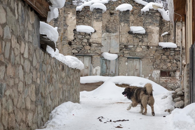 A large Caucasian dog against the background of old houses in Svaneti Georgia