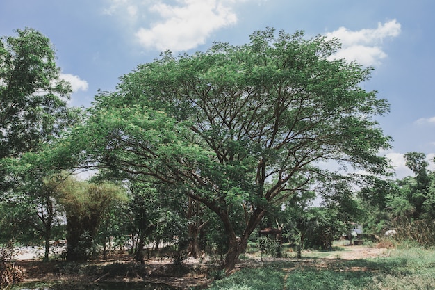 Large Chamchuri tree