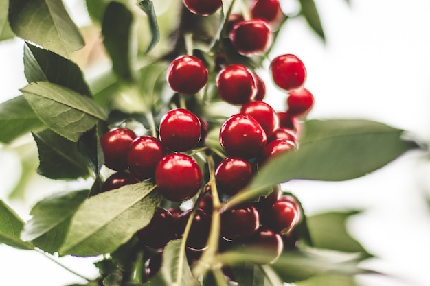 Large cherry berries grow on a tree in the summer garden.