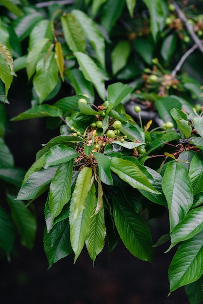 Large clusters of green cherries close-up on a tree in the garden