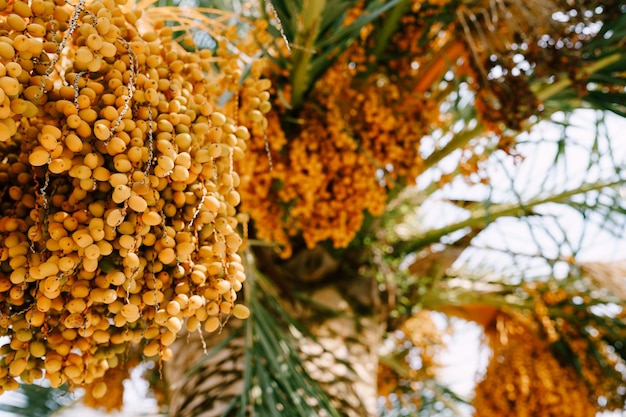 Large clusters of yellow dates on palm branches closeup