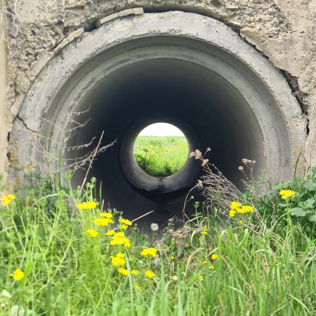 A large concrete pipe is surrounded by yellow flowers and grass.