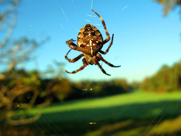 Large cross-spider Araneus hanging in the air on a web close-up against the blue sky and trees