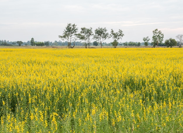 Large Crotalaria field.