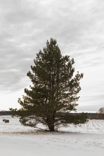 A large dark green fir tree in white snow with a light gray sky and gray clouds