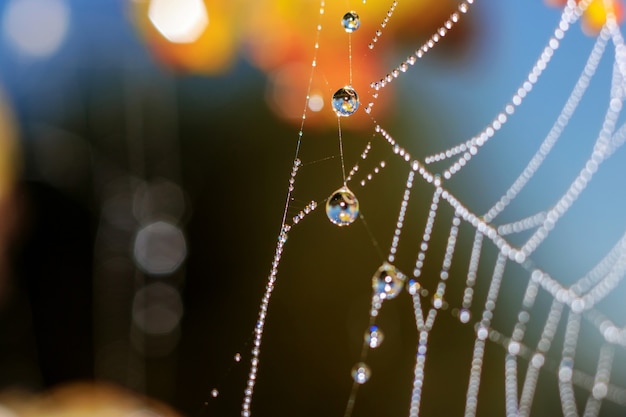 Large dew drops with reflection on spider web close-up