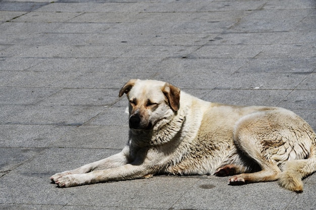 A large dog lies on a stone pavement The dog has closed its eyes and sleeps