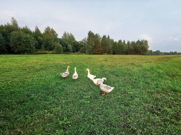 Large domestic white ducks on a green field. Ducks in the summer in nature