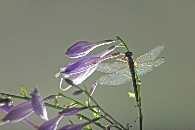 Photo a large dragonfly sits on lilac flowers on a light background