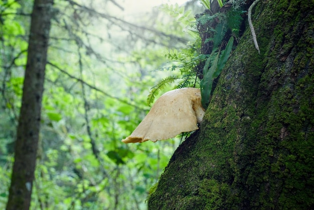 Large earshaped mushroom on the trunk of a tree covered with moss