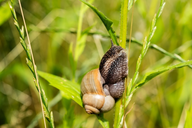 A large edible snail sits on a blade of grass