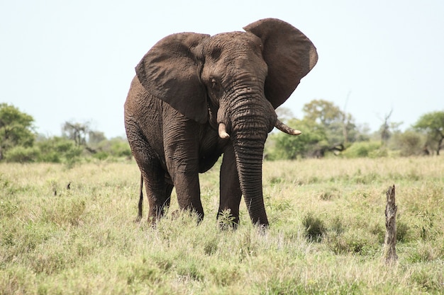 Large elephant in a field