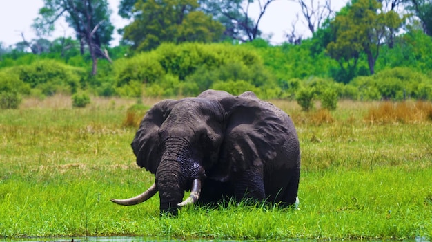 A large elephant in the grass