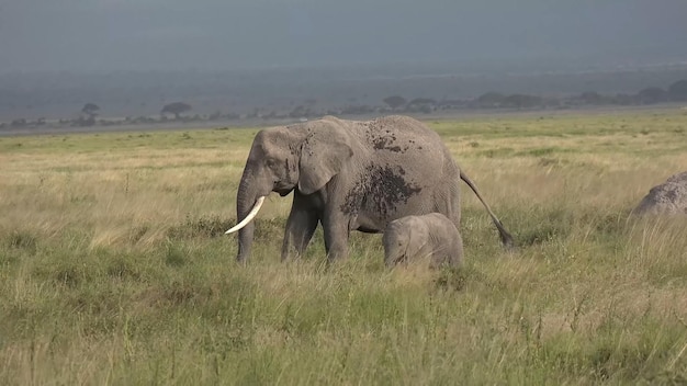 A large elephant with a baby elephant in the grass