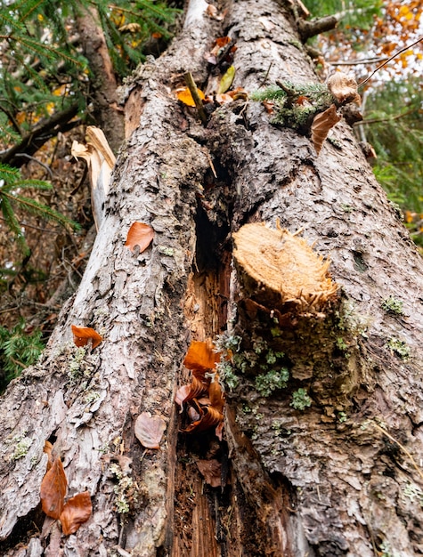 A large fallen tree in a beautiful forest among fallen leaves