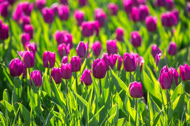 Large field of blooming purple tulips flowers and botany