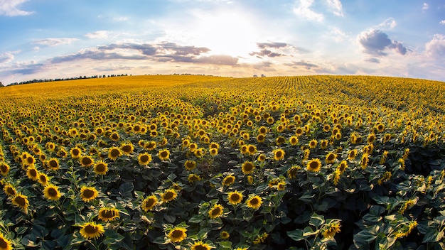 Large field of blooming sunflowers in sunlight. Agronomy, agriculture and botany.