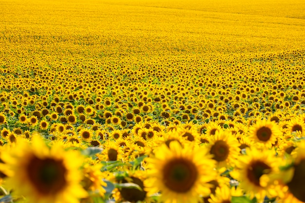 Large field of blooming sunflowers in sunlight