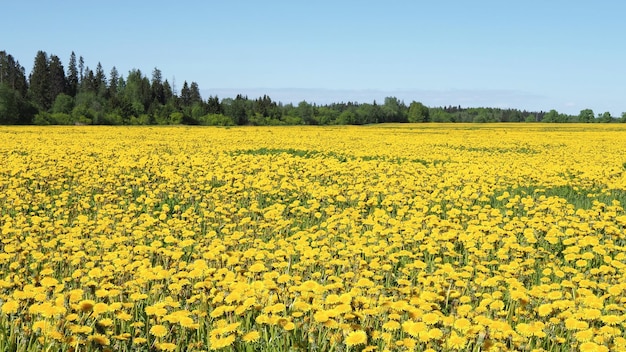 A large field covered with dandelion flowers and a forest on the horizon. Leningrad region, Russia.