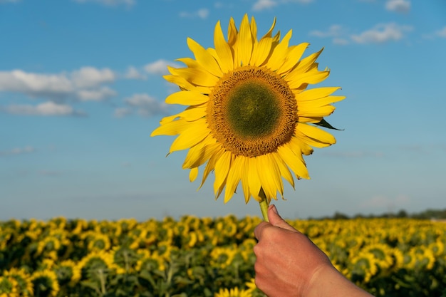 A large field of sunflowers on a sunny summer day under a blue sky and fluffy clouds A farmer holds a large ripe sunflower flower in his hand Ecological agriculture