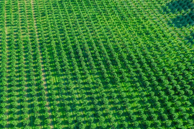 A large field with hazel bushes which are planted in straight rows. Drip irrigation for planting hazelnuts. Growing hazelnuts.