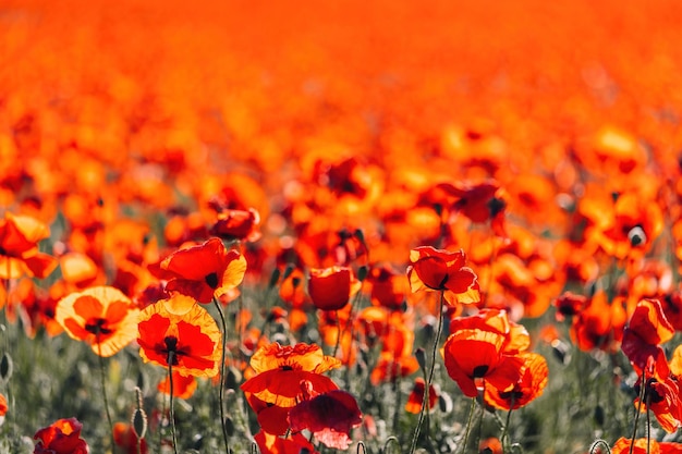 Large field with red poppies and green grass at sunset beautiful field scarlet poppies flowers with