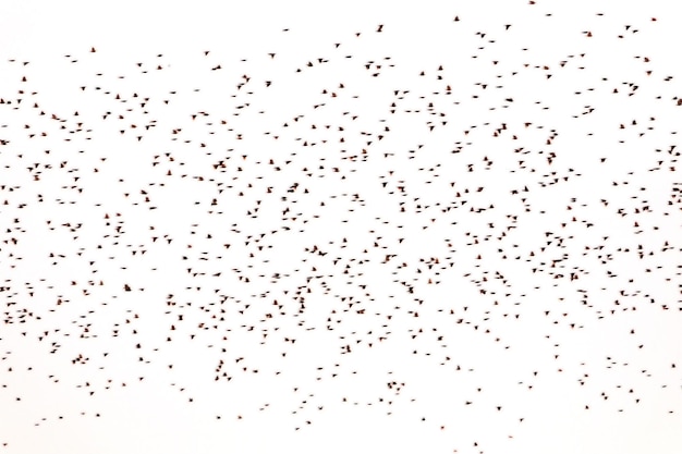 Large flock of birds on a white background