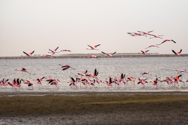 Large flock of pink flamingos in flight at Walvis Bay Namibia