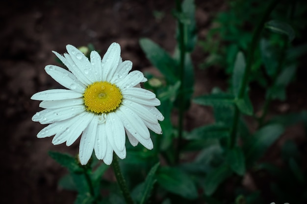 Large-flowered garden chamomile close-up.