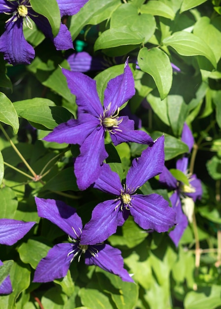 Large flowers of blue climatis in the bright sun in the garden