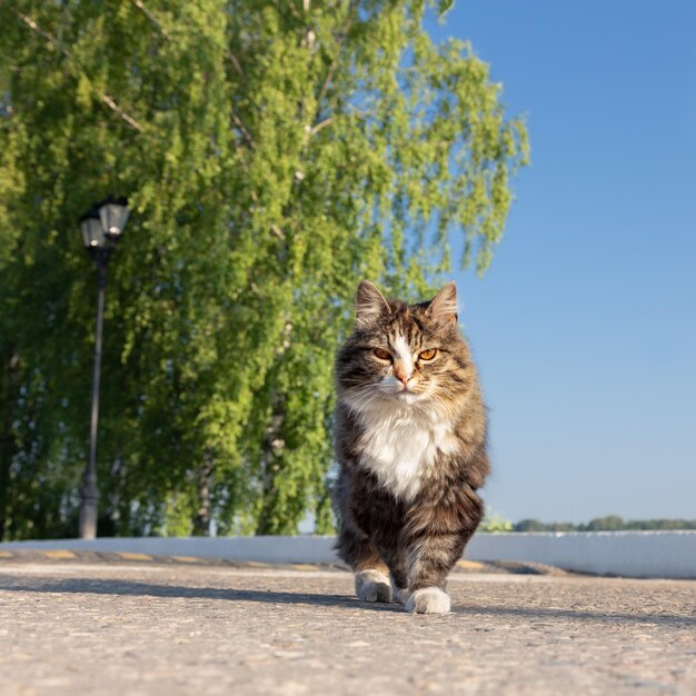 A large fluffy gray and white cat with orange eyes goes towards viewer outdoors under green birch