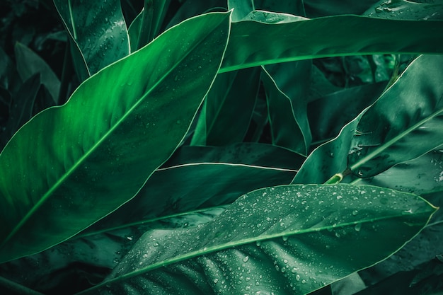 Large foliage of tropical leaf in dark green with rain water drop texture