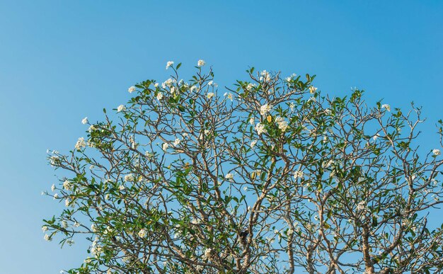 A large frangipani tree with white flowers and sky background