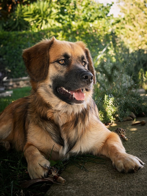 A large ginger dog with hanging ears, an open mouth lies in green bushes and waits for the owner