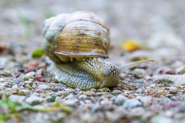 Large grape snail crawls slowly along a gravel road