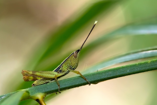 Large  grasshopper y, a threatened insect species typical for wet meadow and marsh